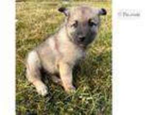 Norwegian Elkhound Puppy for sale in Fort Wayne, IN, USA