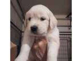 Mutt Puppy for sale in Chelan, WA, USA
