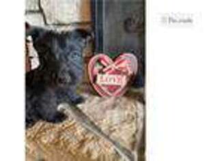 Scottish Terrier Puppy for sale in Salina, KS, USA
