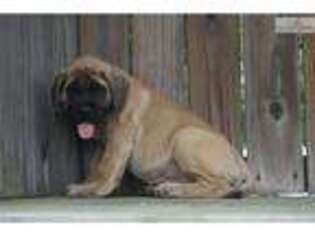 Mastiff Puppy for sale in Findlay, OH, USA