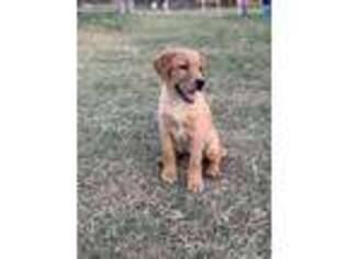 Labrador Retriever Puppy for sale in Giddings, TX, USA