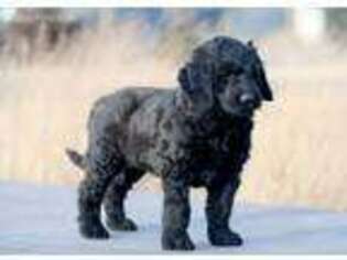 Goldendoodle Puppy for sale in Wahoo, NE, USA