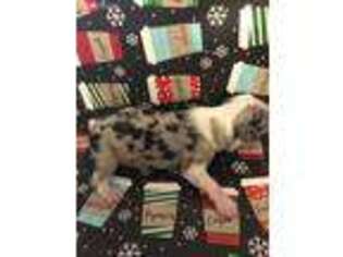 Miniature Australian Shepherd Puppy for sale in Stockdale, TX, USA