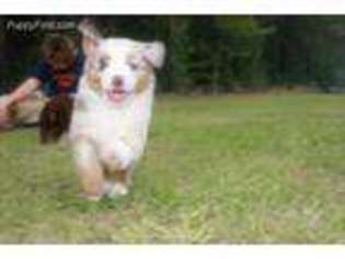 Australian Cattle Dog Puppy for sale in Brandon, MS, USA