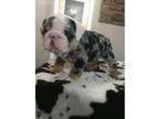Bulldog Puppy for sale in Uniontown, PA, USA