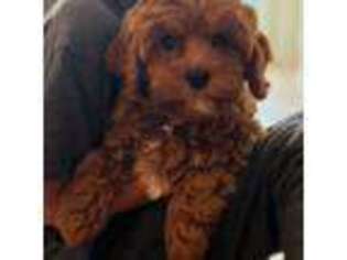 Cavapoo Puppy for sale in Chatsworth, CA, USA