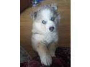 Siberian Husky Puppy for sale in Murphy, NC, USA