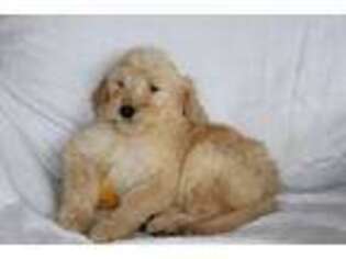 Goldendoodle Puppy for sale in Saddle River, NJ, USA