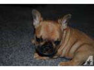 French Bulldog Puppy for sale in DUNKIRK, NY, USA