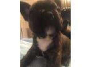 French Bulldog Puppy for sale in Bristol, VA, USA