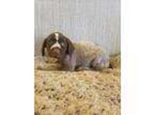 Wirehaired Pointing Griffon Puppy for sale in Provo, UT, USA