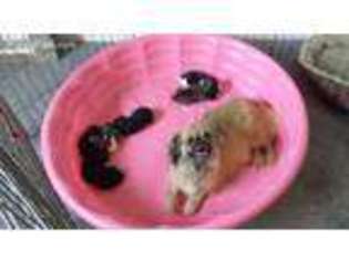 Pekingese Puppy for sale in Summerfield, FL, USA