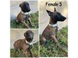 Belgian Malinois Puppy for sale in Tampa, FL, USA