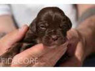Neapolitan Mastiff Puppy for sale in Chicago, IL, USA