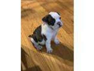 Bulldog Puppy for sale in Pawtucket, RI, USA
