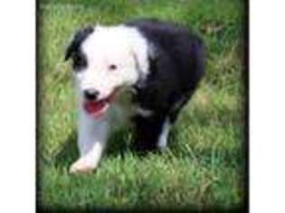 Collie Puppy for sale in Owensboro, KY, USA
