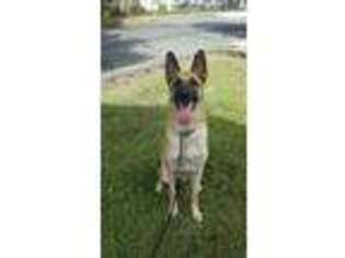 Belgian Malinois Puppy for sale in Pottstown, PA, USA