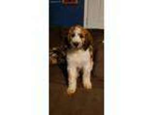Saint Berdoodle Puppy for sale in Siloam Springs, AR, USA