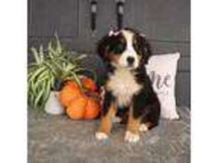 Bernese Mountain Dog Puppy for sale in Rome City, IN, USA