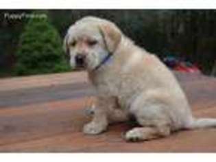 Labrador Retriever Puppy for sale in Grants Pass, OR, USA