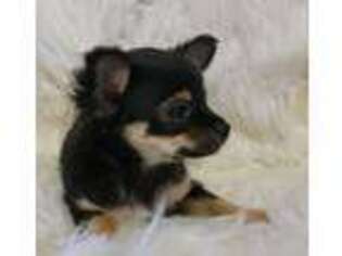 Chihuahua Puppy for sale in Trinity, TX, USA