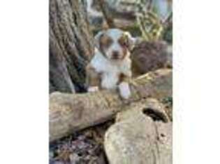 Miniature Australian Shepherd Puppy for sale in Mc Cune, KS, USA