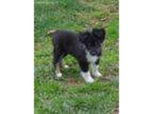 Miniature Australian Shepherd Puppy for sale in Hoschton, GA, USA
