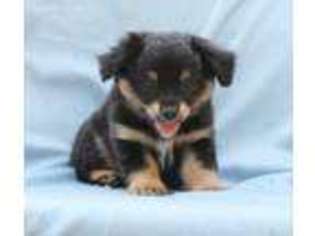 Miniature Australian Shepherd Puppy for sale in Gentry, AR, USA