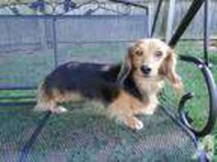 Dachshund Puppy for sale in MIDDLETOWN, NY, USA