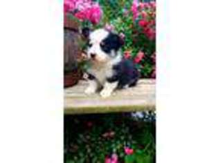 Pembroke Welsh Corgi Puppy for sale in Plato, MO, USA