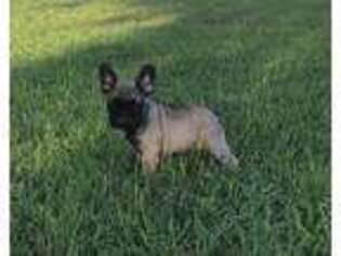French Bulldog Puppy for sale in Bowie, TX, USA