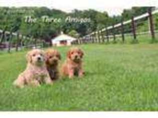 Goldendoodle Puppy for sale in Dover, TN, USA