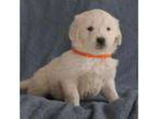 Golden Retriever Puppy for sale in Stevensville, MT, USA