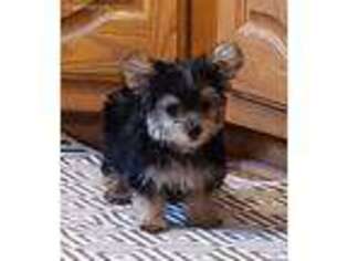 Mutt Puppy for sale in Glenwood, MO, USA