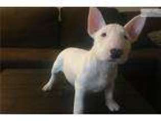 Bull Terrier Puppy for sale in Myrtle Beach, SC, USA