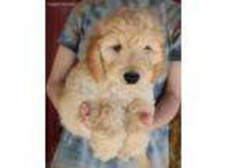 Goldendoodle Puppy for sale in Diamond, MO, USA