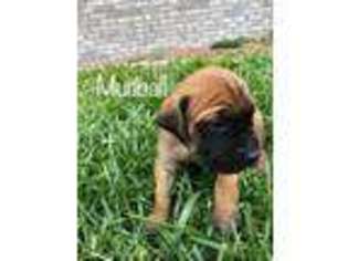 Mastiff Puppy for sale in Galva, KS, USA