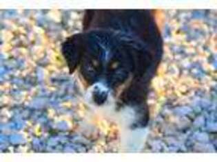 Australian Shepherd Puppy for sale in Coon Rapids, IA, USA
