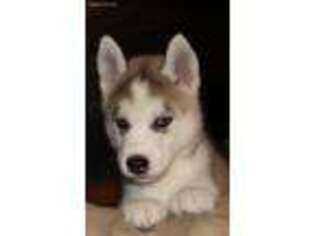 Siberian Husky Puppy for sale in Gilsum, NH, USA