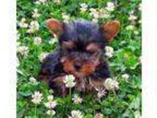 Yorkshire Terrier Puppy for sale in LOUISVILLE, KY, USA
