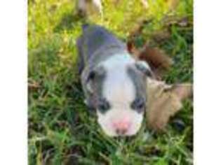 Boston Terrier Puppy for sale in Mulberry, FL, USA