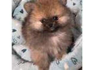 Pomeranian Puppy for sale in Minooka, IL, USA