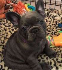 French Bulldog Puppy for sale in Ashburn, VA, USA