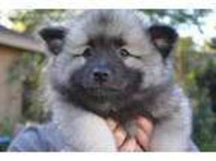 Keeshond Puppy for sale in Sugar Land, TX, USA