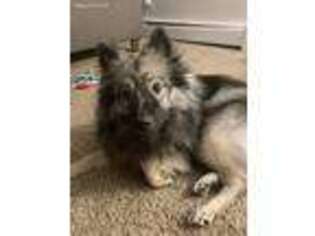 Keeshond Puppy for sale in New Brighton, MN, USA
