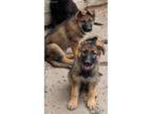 German Shepherd Dog Puppy for sale in Molalla, OR, USA