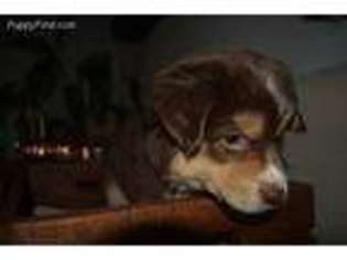 Miniature Australian Shepherd Puppy for sale in Boise, ID, USA