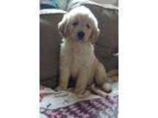 Goldendoodle Puppy for sale in Tuscaloosa, AL, USA