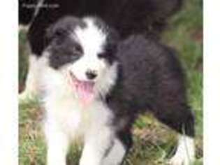 Border Collie Puppy for sale in Bloomfield, MO, USA