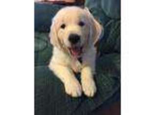 Golden Retriever Puppy for sale in Fair Grove, MO, USA